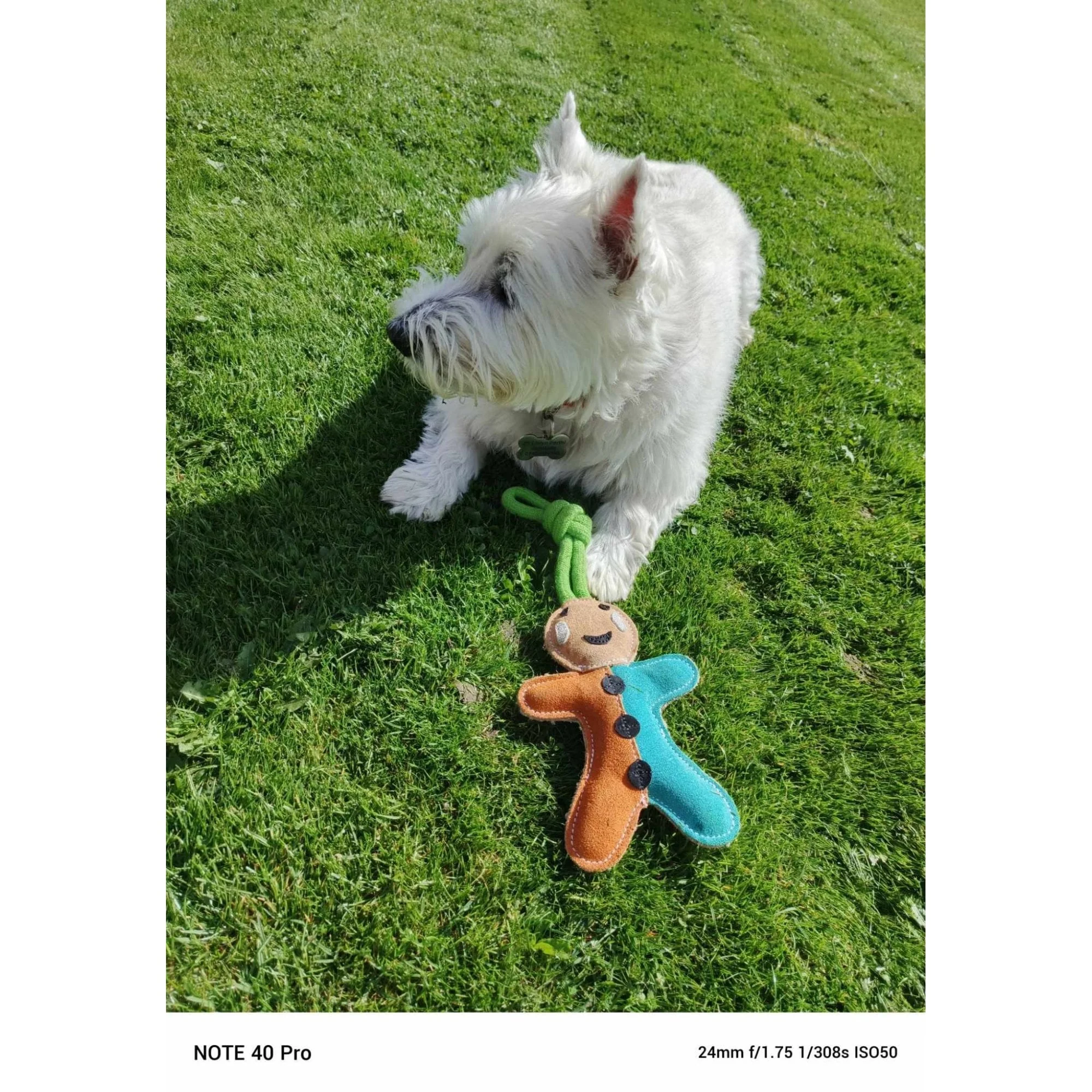 Dog Toy - Gingerbread Man - Image 7