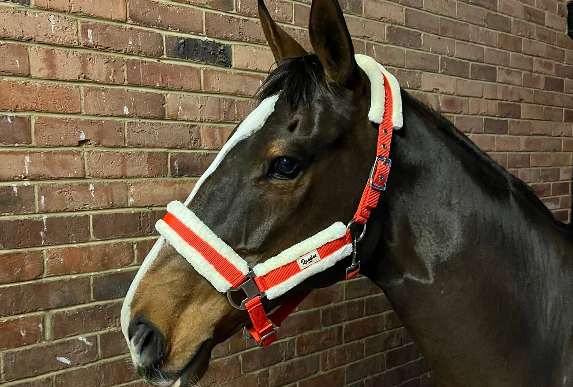 Fully Adjustable Head Collar With Contrast Fur - Image 3
