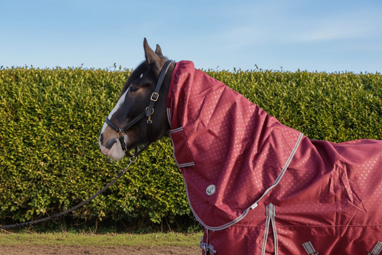 Heavy Horse 100g 1200D V2 Neck Cover Only (Matching Rug Available Separately) - Image 3