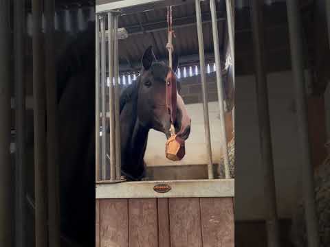 Horse Toy - Horses Head - Image 3