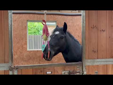 Horse Toy - Multi Ring - Image 3