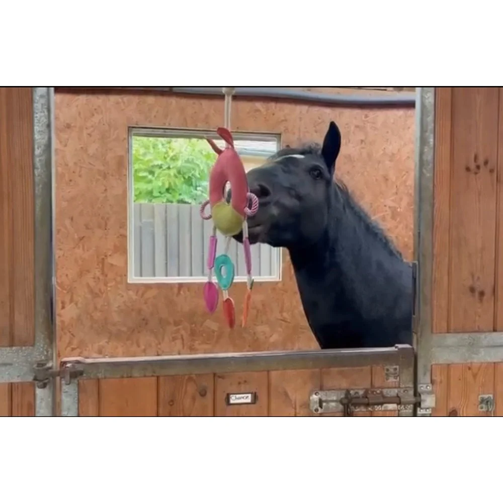 Horse Toy - Multi Ring - Image 4