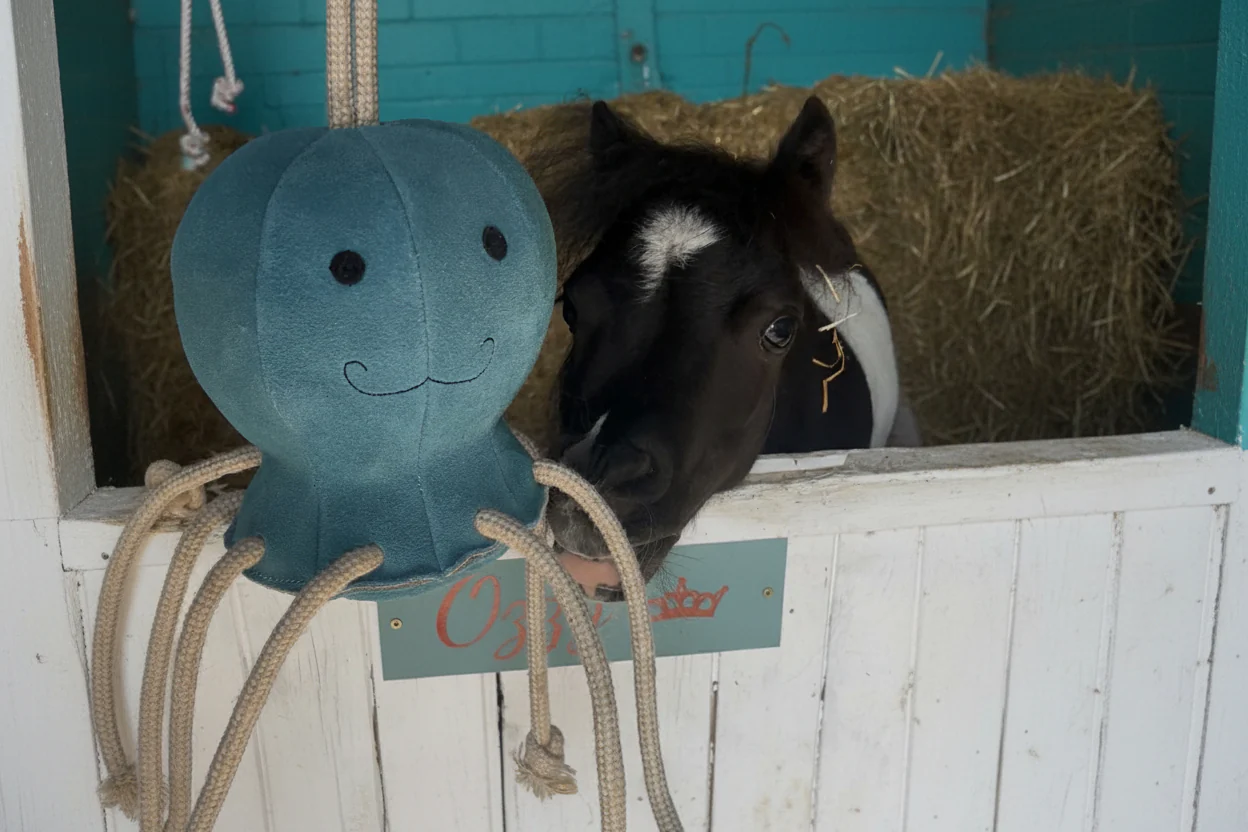 Horse Toy- Ollie Octopus