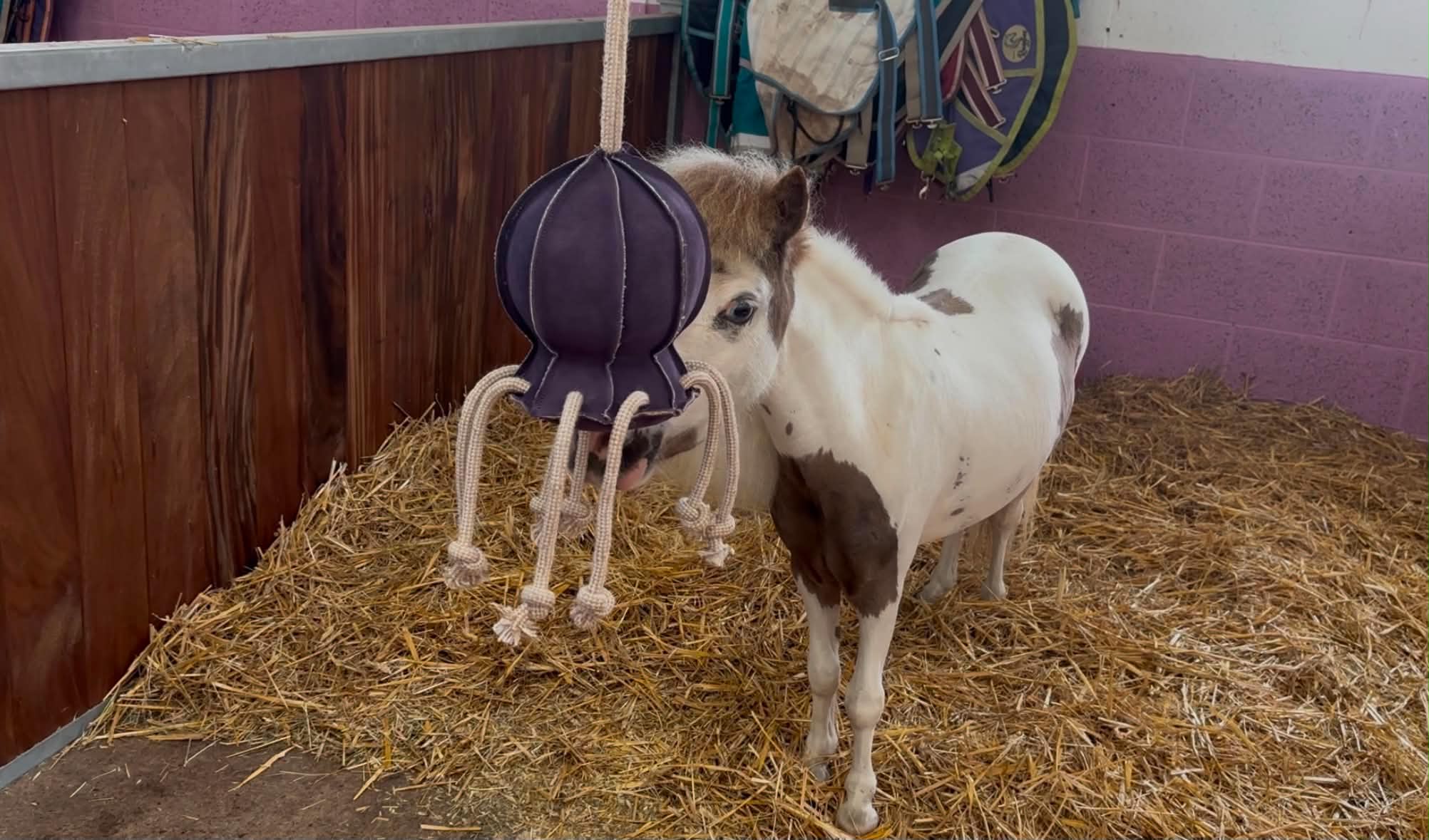 Horse Toy- Ollie Octopus - Image 11