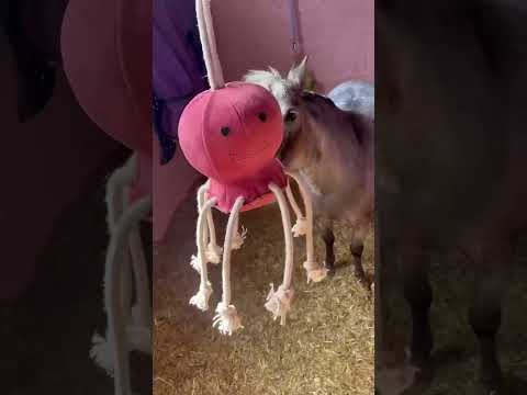 Horse Toy- Ollie Octopus - Image 5