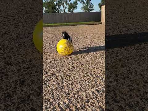 Maximus Power Play Ball - Image 2
