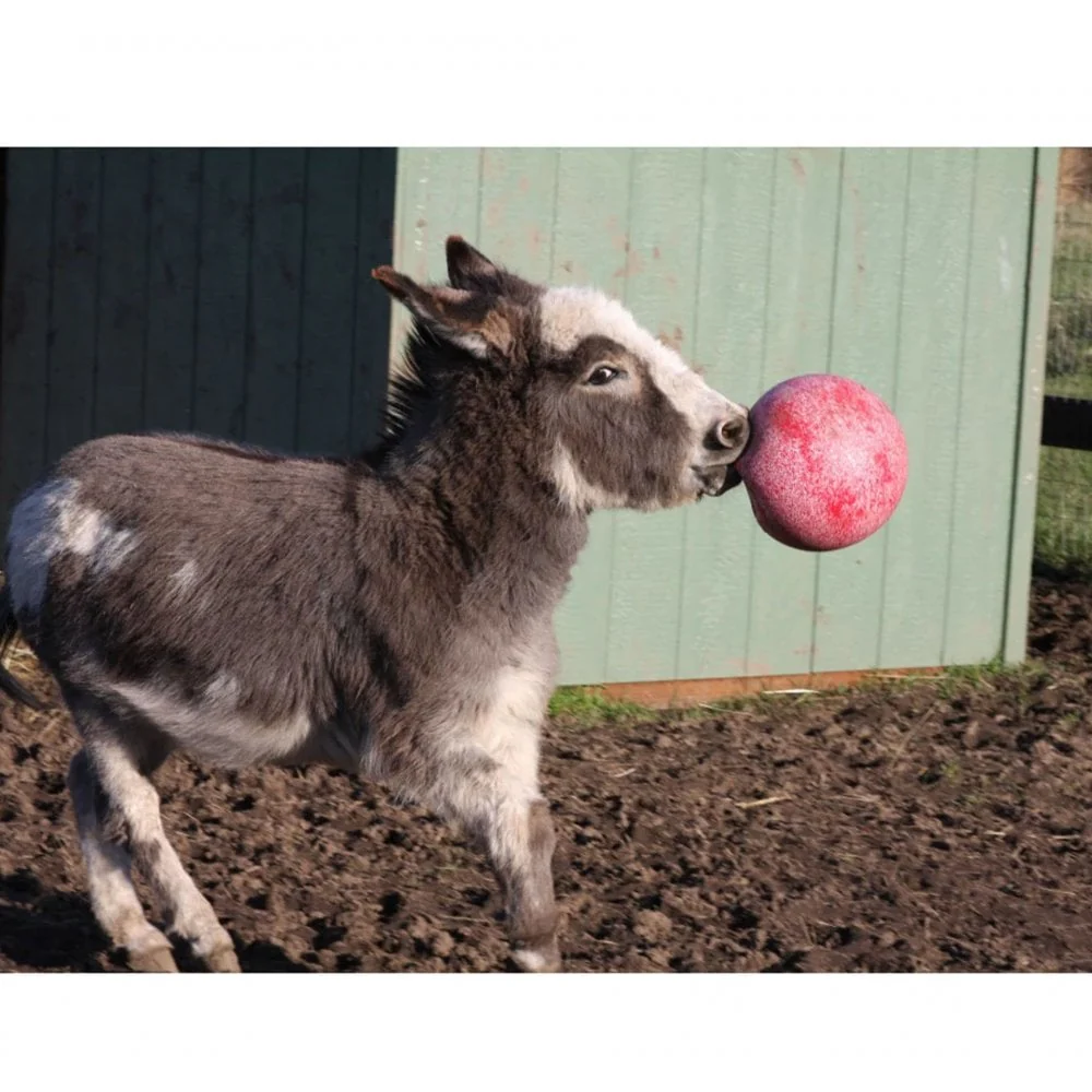 Scented Jolly Ball 25cm - Image 9