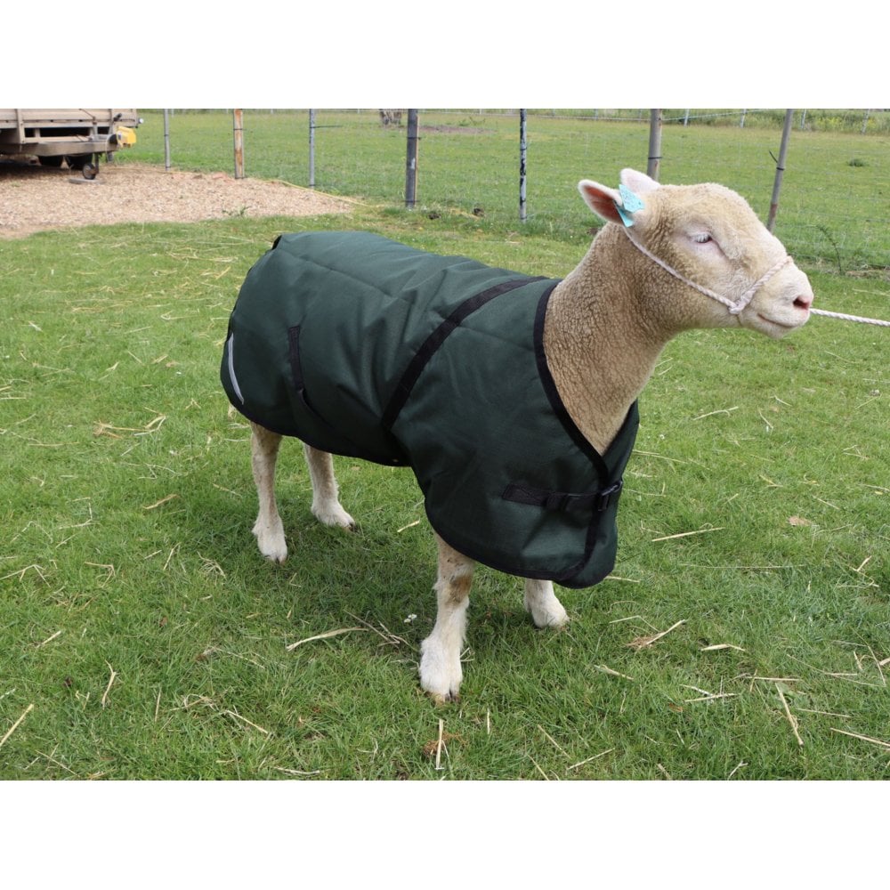 Sheep Rug - Image 7