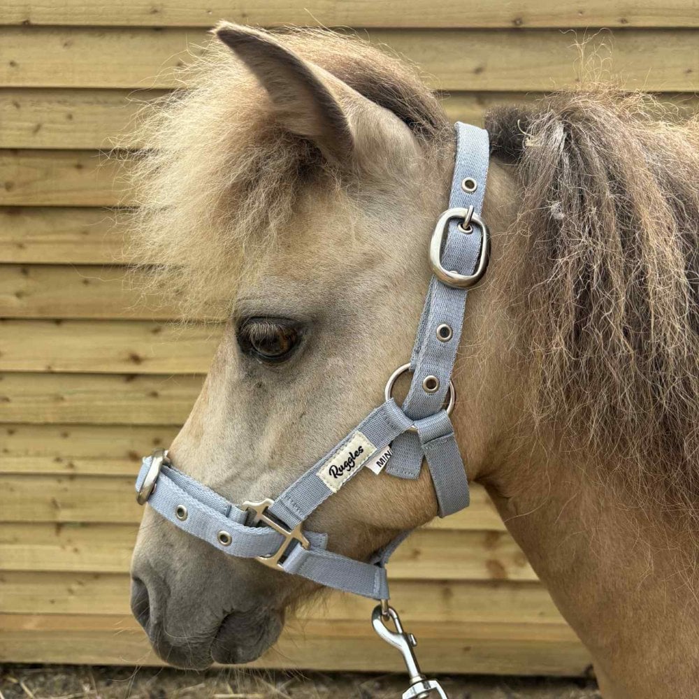Shetland-Miniature Head Collar 3/4" Webbing - Clearance - Image 2