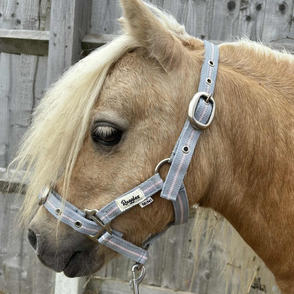 Shetland-Miniature Head Collar 3/4" Webbing - Clearance - Image 3
