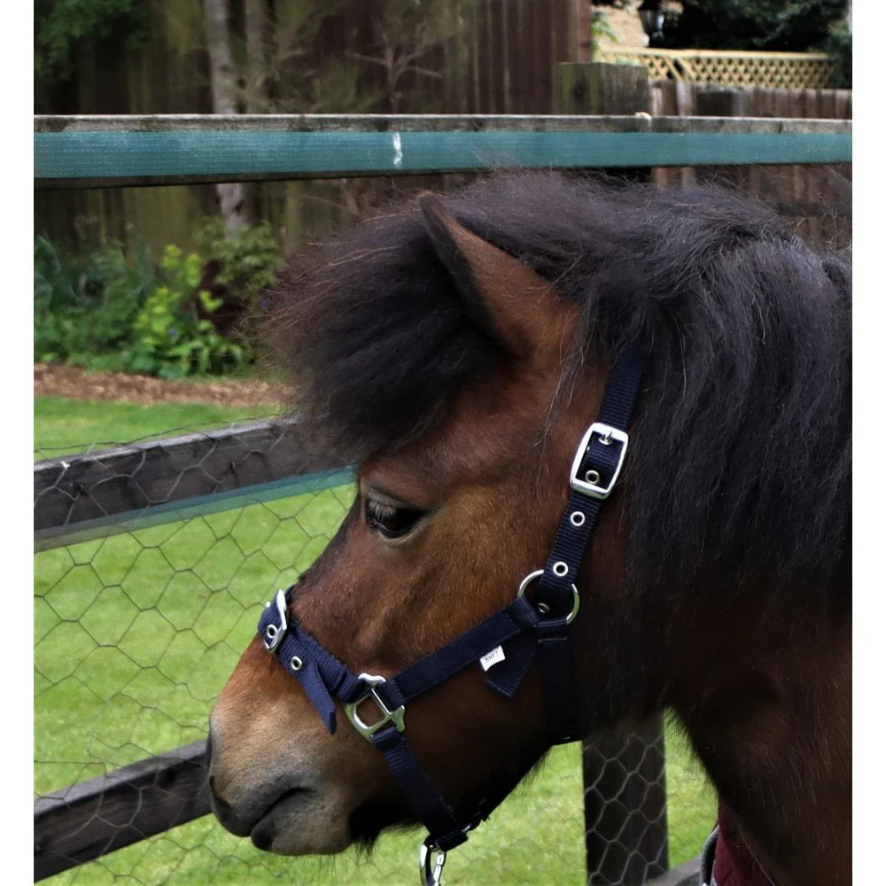 Shetland-Miniature Head Collar 3/4" Webbing - Image 3
