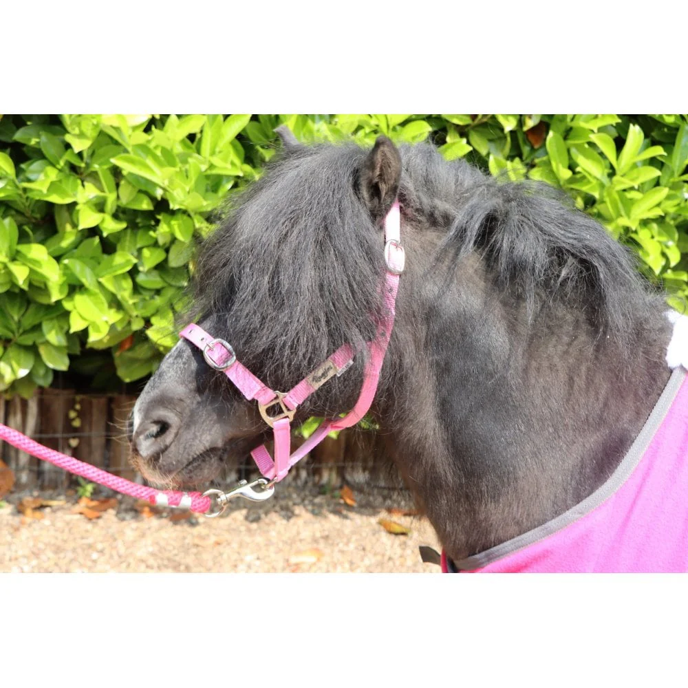 Shetland-Miniature Head Collar 3/4" Webbing - Image 7