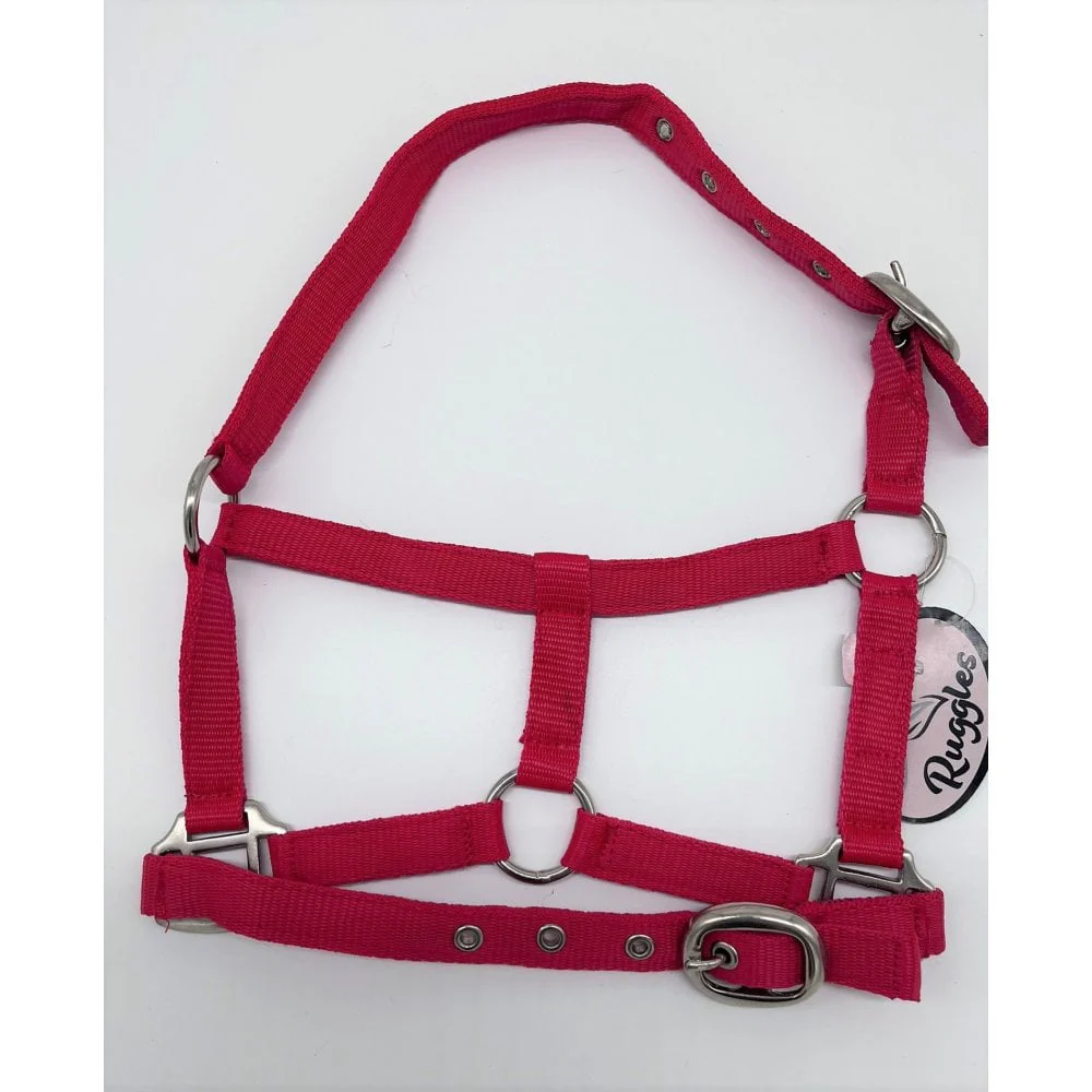 Shetland-Miniature Head Collar 3/4" Webbing - Image 9