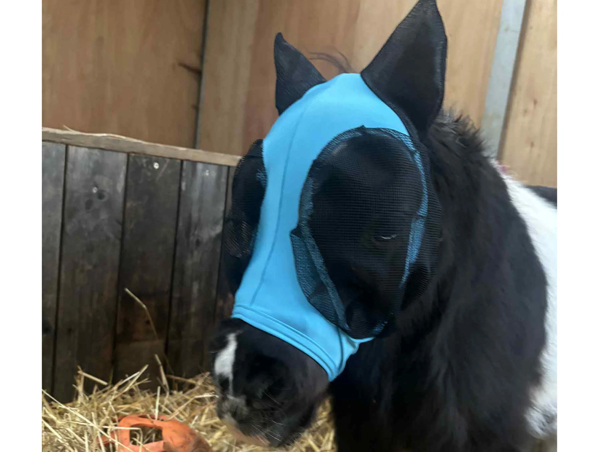 Shetland-Miniature-Section A Pull On Fly Mask With Ears - Image 11