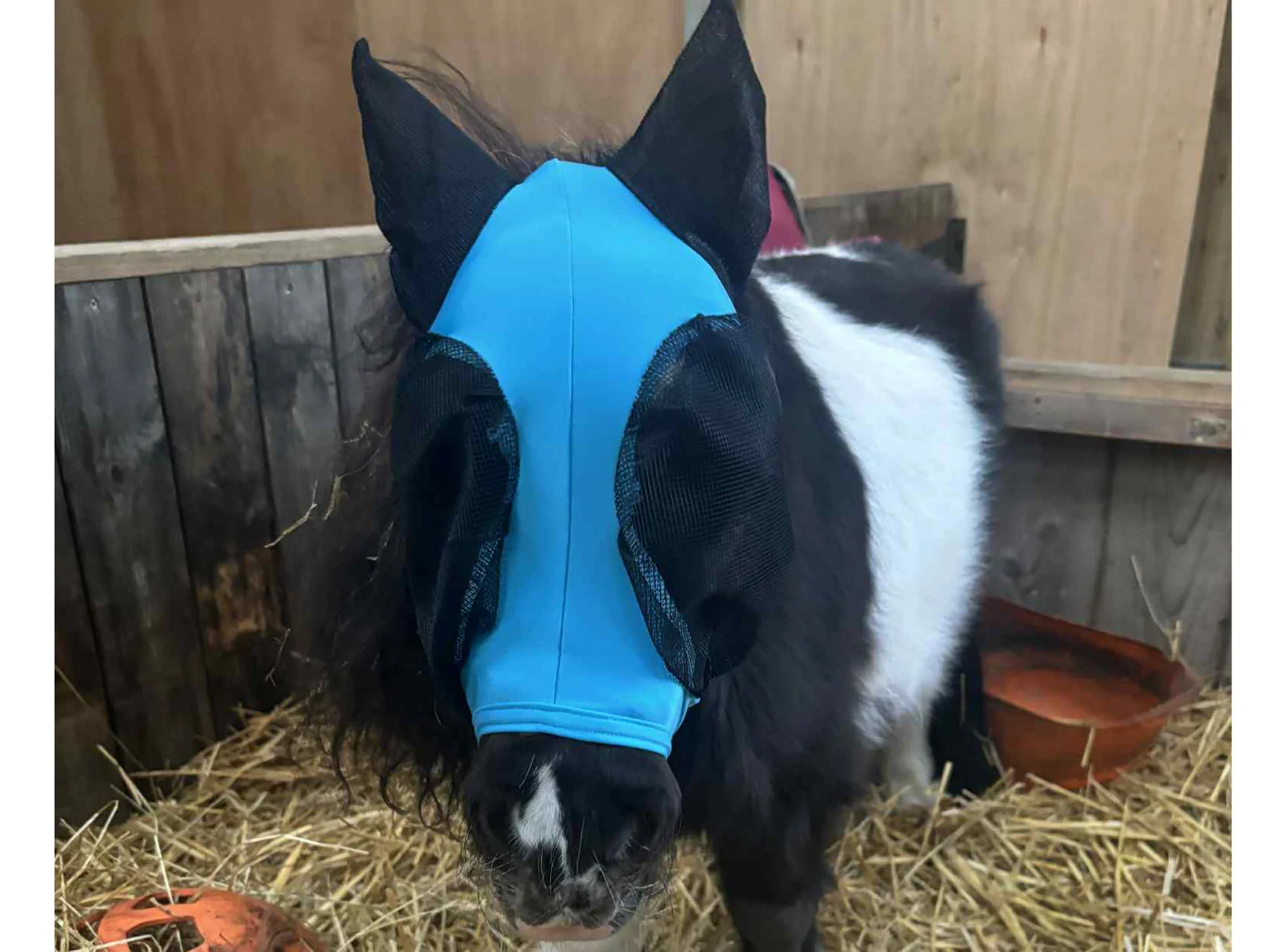 Shetland-Miniature-Section A Pull On Fly Mask With Ears - Image 12