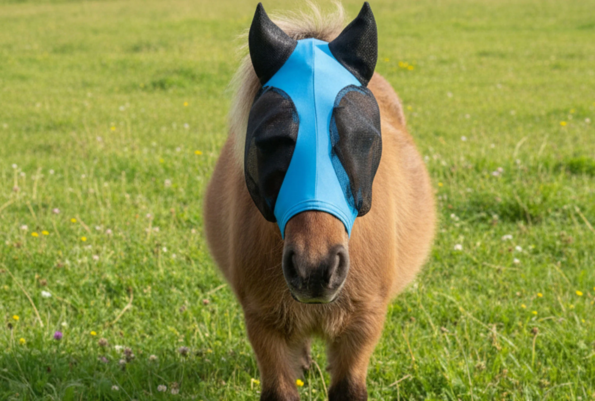 Shetland-Miniature-Section A Pull On Fly Mask With Ears - Image 13