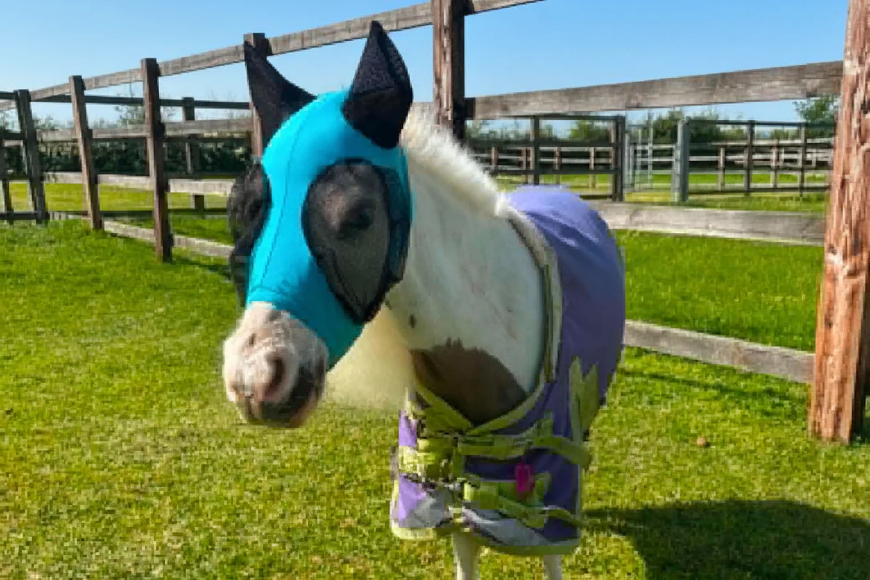 Shetland-Miniature-Section A Pull On Fly Mask With Ears - Image 17