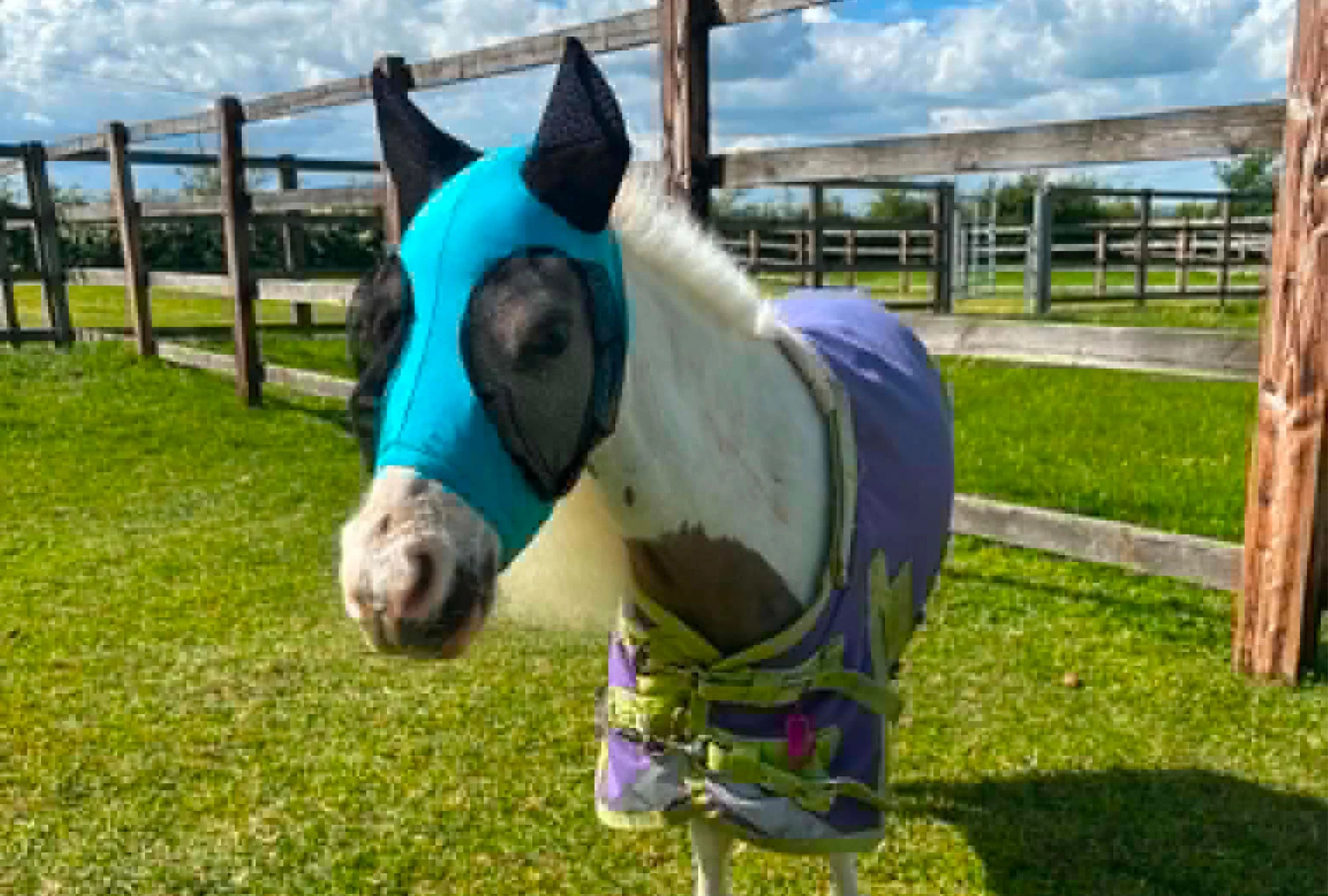 Shetland-Miniature-Section A Pull On Fly Mask With Ears - Image 20