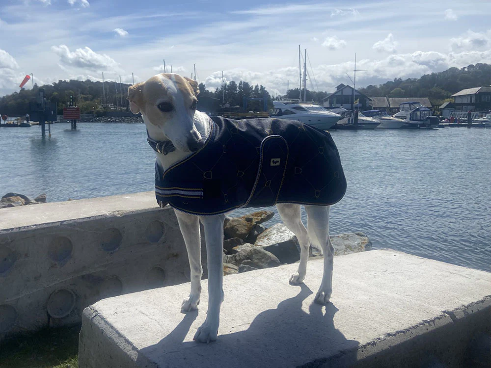 Waterproof Dog Coat - Limited Edition Print - Image 5