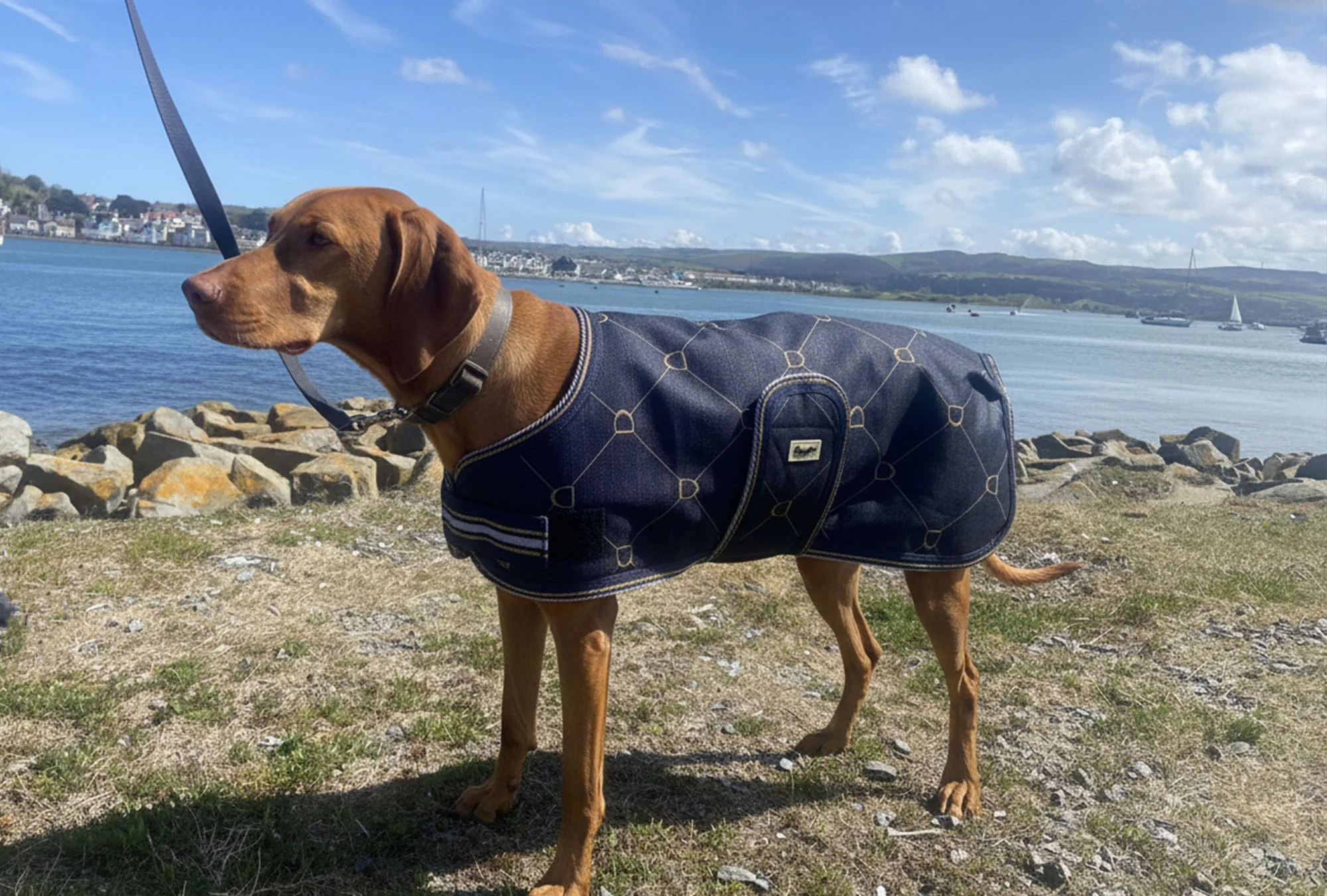 Waterproof Dog Coat - Limited Edition Print - Image 6